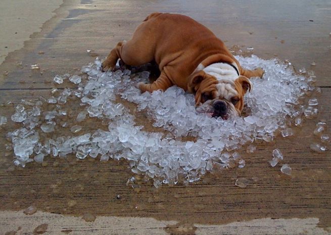 dog cooling off