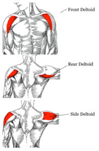 front deltoid, medial deltoid and rear deltoid muscles.
