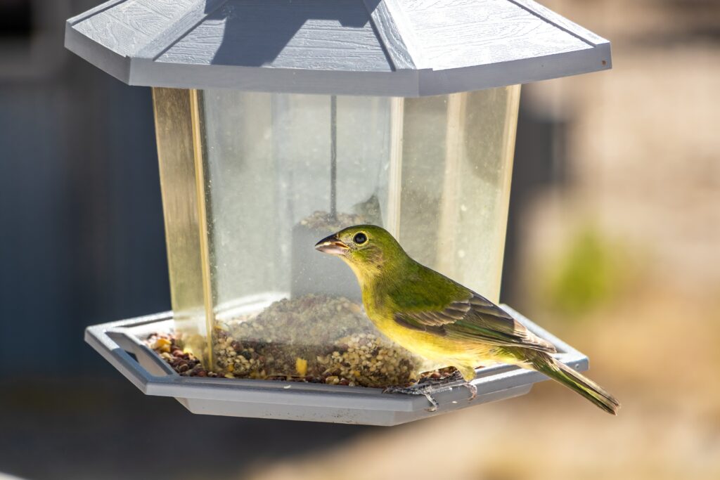 bird at a feeder in spring